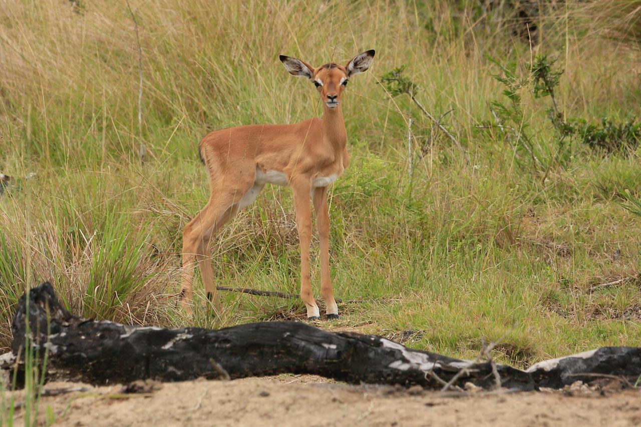 Horseshoe Game Reserve Ист-Лондон Экстерьер фото